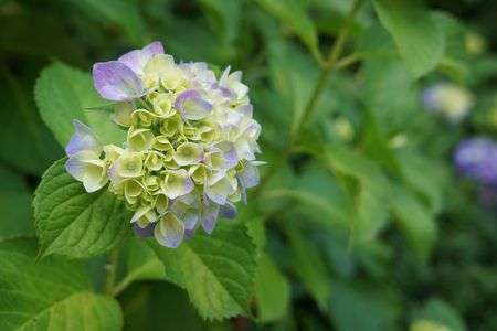 紫陽花