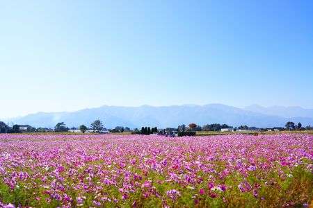 コスモス畑の秋