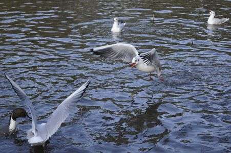 メシだ！メシをくれ！