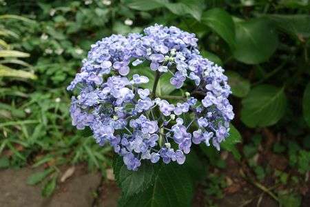 井の頭恩賜公園／紫陽花