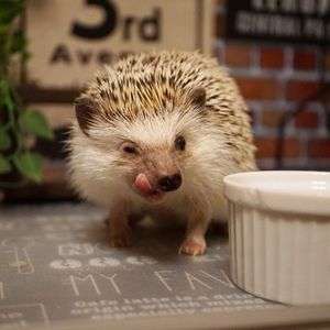 ハリネズミのウィンク