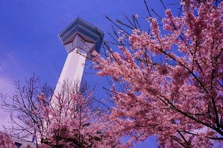 五稜郭公園の桜