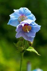 ヒマラヤの青いケシ