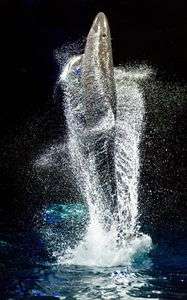 パラレルワールド