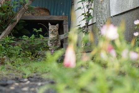 夕方の猫の集会