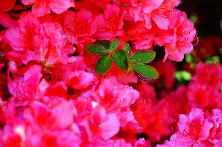 恵山つつじまつり