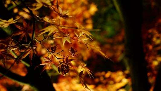 紅葉ライトアップ