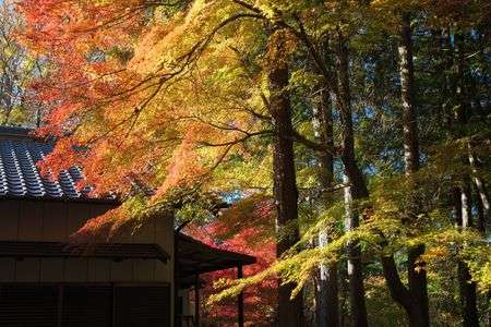 五斗蒔集会場のモミジ