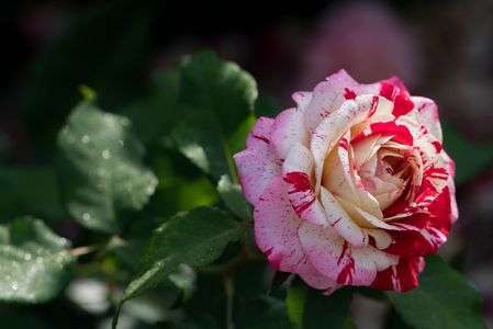 好きなバラの種類