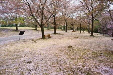 とっとり花回廊の桜