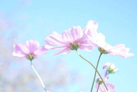 青空にコスモス♪