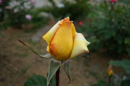 幸福 快活 希望