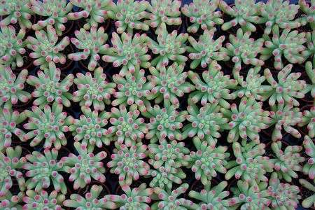 セダム・乙女ちゃんの紅葉