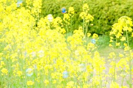 菜の花とシャボン玉