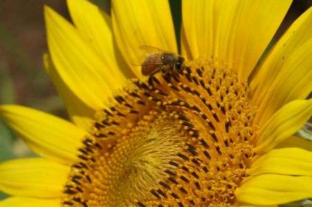 ひまわりとハチ