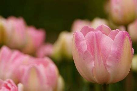 ハーブ園でのチューリップ