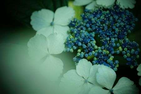 アジサイキャンデイ