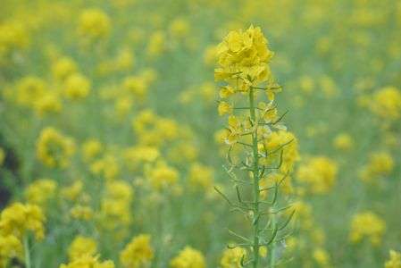 菜の花