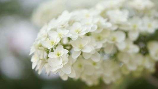 花言葉は、寛容