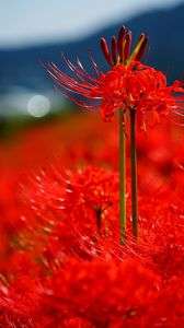 真っ赤に燃える