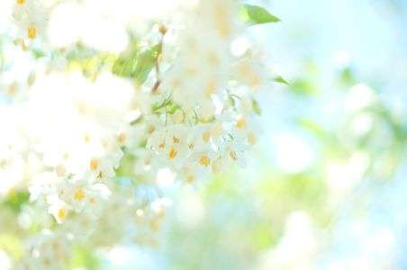 ふわふわキラキラ