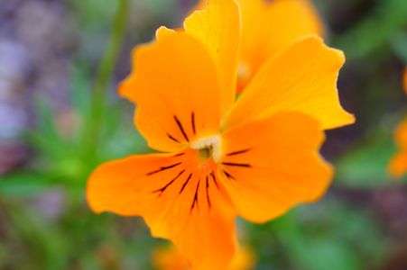 ちょうちょみたい