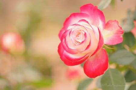 autumn＊roses