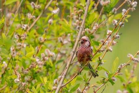 ベニマシコさん番、風薫る季節に