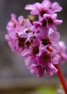 ヒマラヤユキノシタ