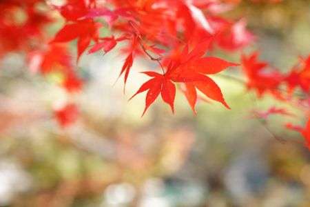 秩父月のもみじ公園