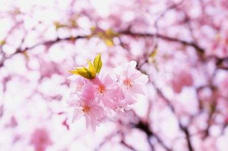 陽光にひかる枝垂れ桜