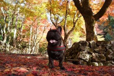 愛犬と紅葉