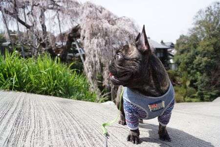 愛犬としだれ桜
