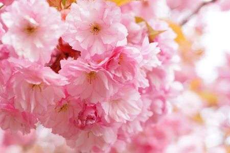 ふんわりピンクワールド！