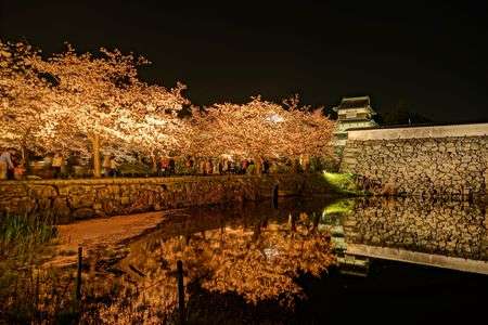 舞鶴公園の夜桜