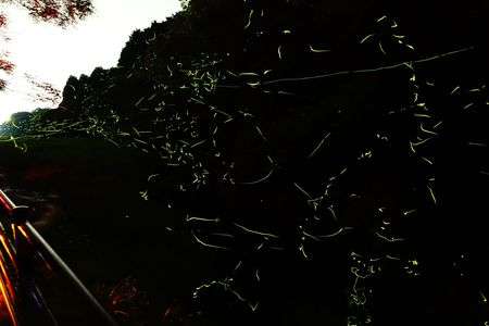 祇園川のホタル