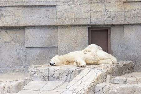 シロクマの赤ちゃん
