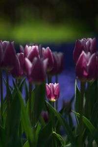 Only One ～百合が原公園でチューリップを印象的に撮る～