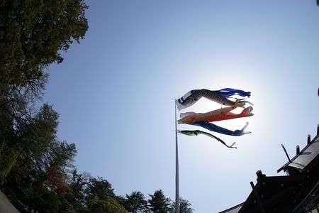 α体験会 北海道神宮で桜の風景を撮る