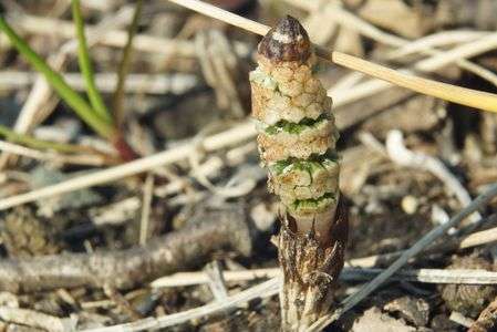 陽気にさそわれて