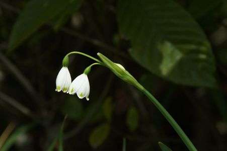 スノーフレイク