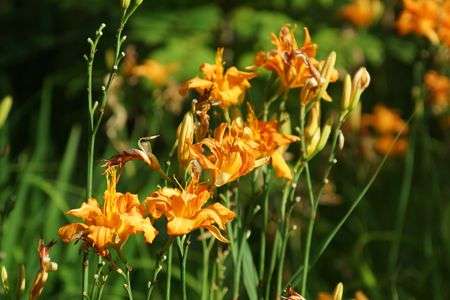 ノカンゾウ？ヤブカンゾウ？　よくわかりません！