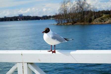 クリクリお目目