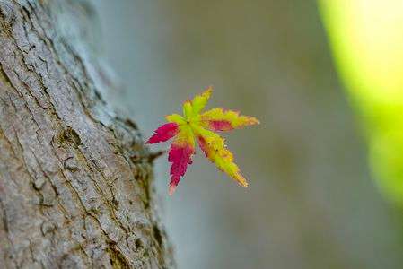 秋のグラデーション