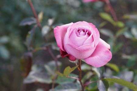 12月でも薔薇は綺麗です。