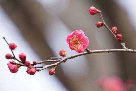 早咲きの紅梅