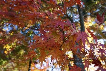 試し取り　紅葉