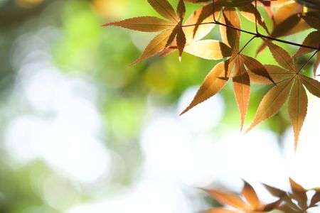 新緑探し＠小石川の公園編