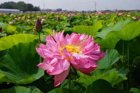 立田赤蓮保存田