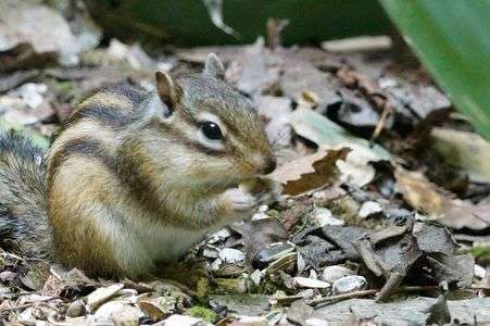円山公園リス撮影会